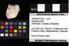 Foto (Objket + Etiketten) von Goniodromites bidentatus (Reuss, 1859) 